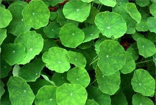 秦嵐直言“上鏡女星其實(shí)都不好看”，植物提取物揭示鏡頭下的審美扭曲