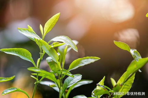 植物及植物提取物檢測在天然香料質量控制中的應用
