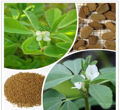 葫蘆巴提取物廠家直銷——天然香料優選，源自中國西安斯諾特